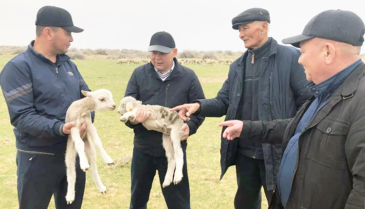 Окотная кампания.  И приплод, и травостой радуют животноводов