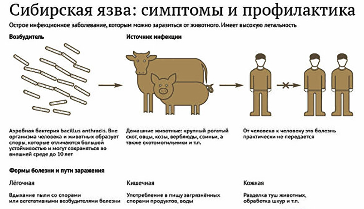 Сибирская язва.  Соблюдайте меры безопасности и профилактики