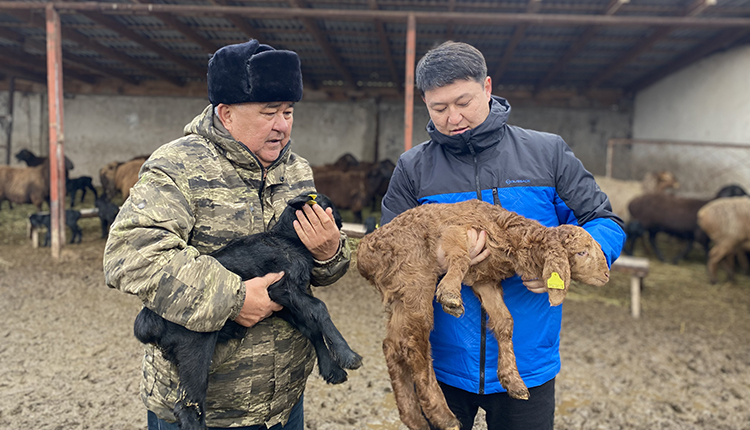 Нацелены на развитие.  Животноводам необходимы пастбища