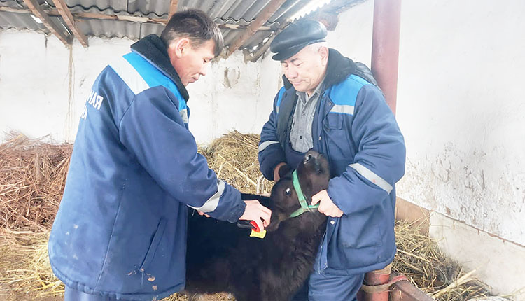 Не профессия, а призвание.  Ветеринар с душой писателя