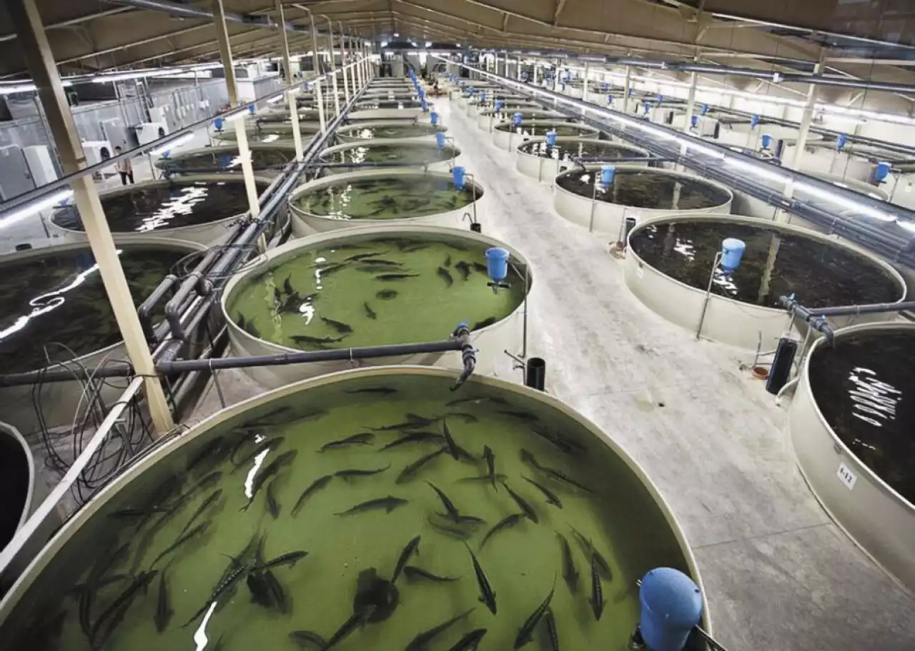 Прокурорами Жамбылской области защищены права предпринимателей в сфере аквакультуры на 95 млн тенге