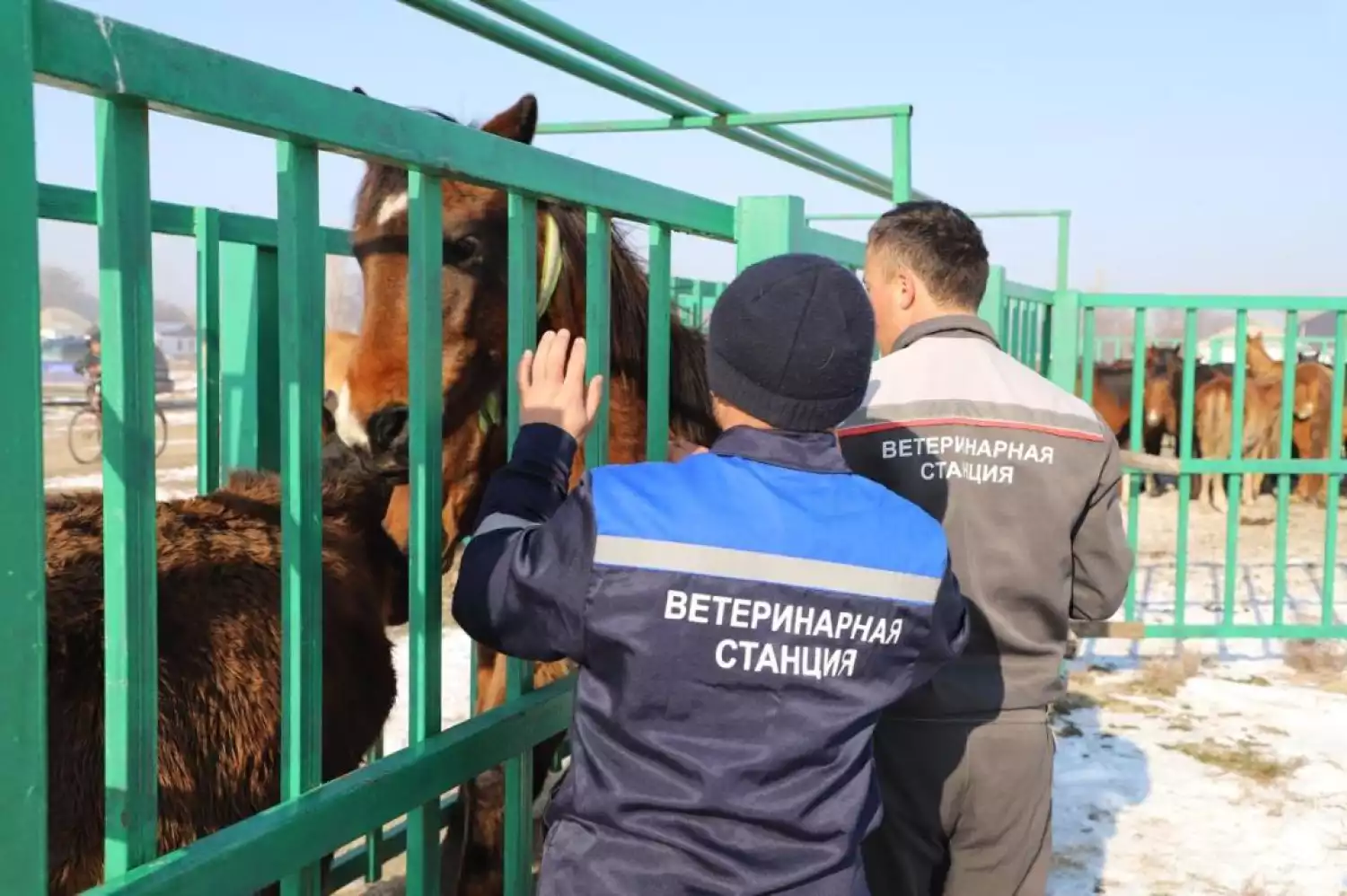 Чипирование лошадей проводится в Жамбылской области