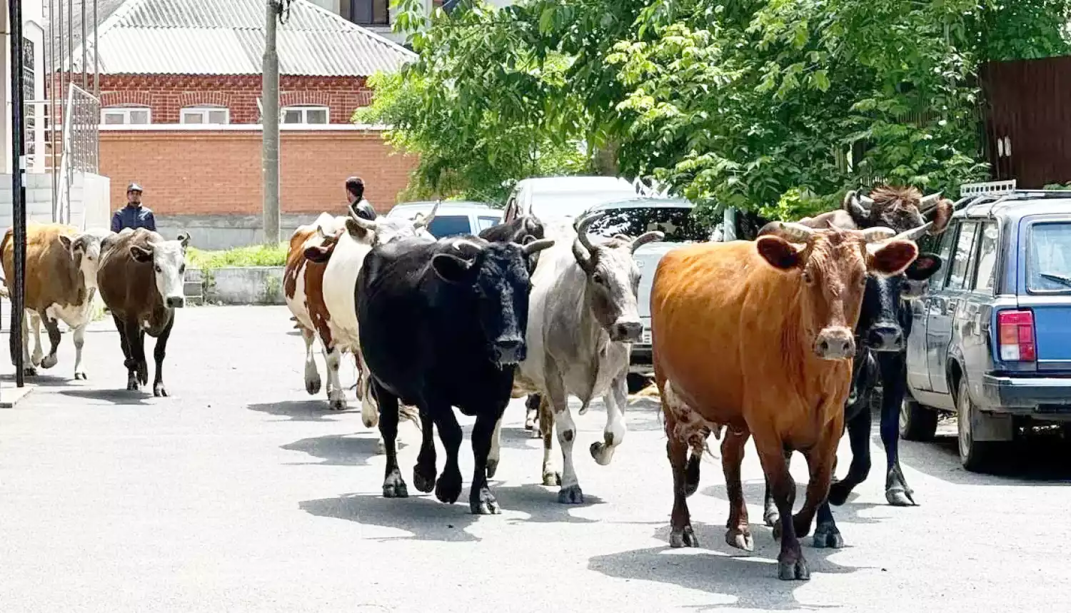 Следите за питомцами