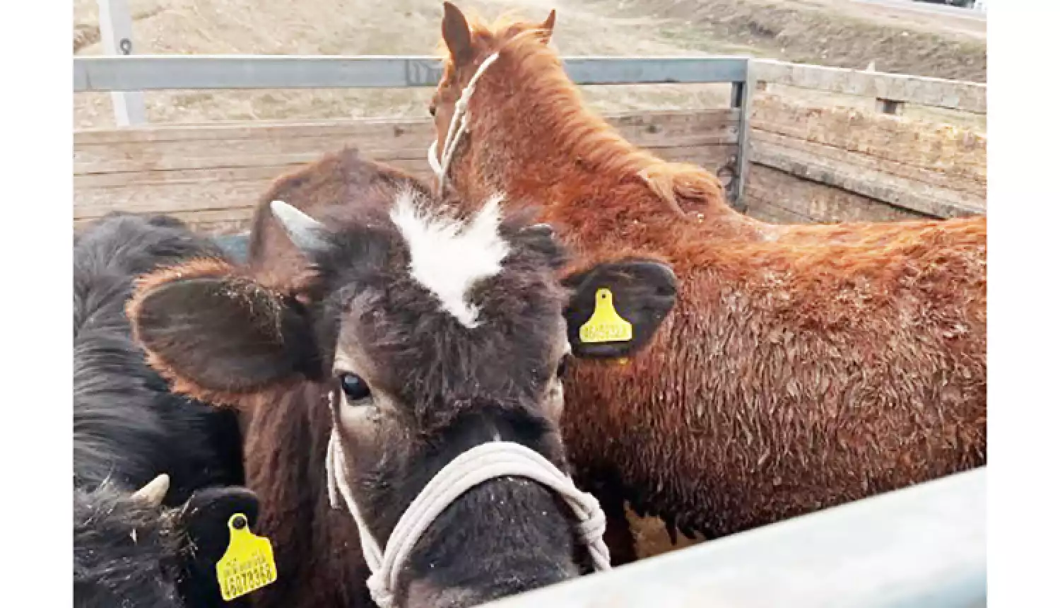 Пять шагов к безопасности