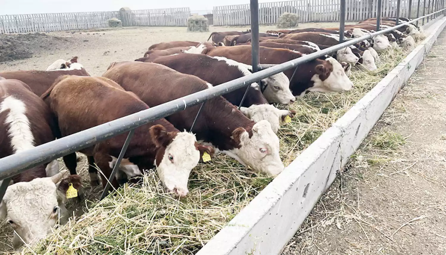 В живом весе