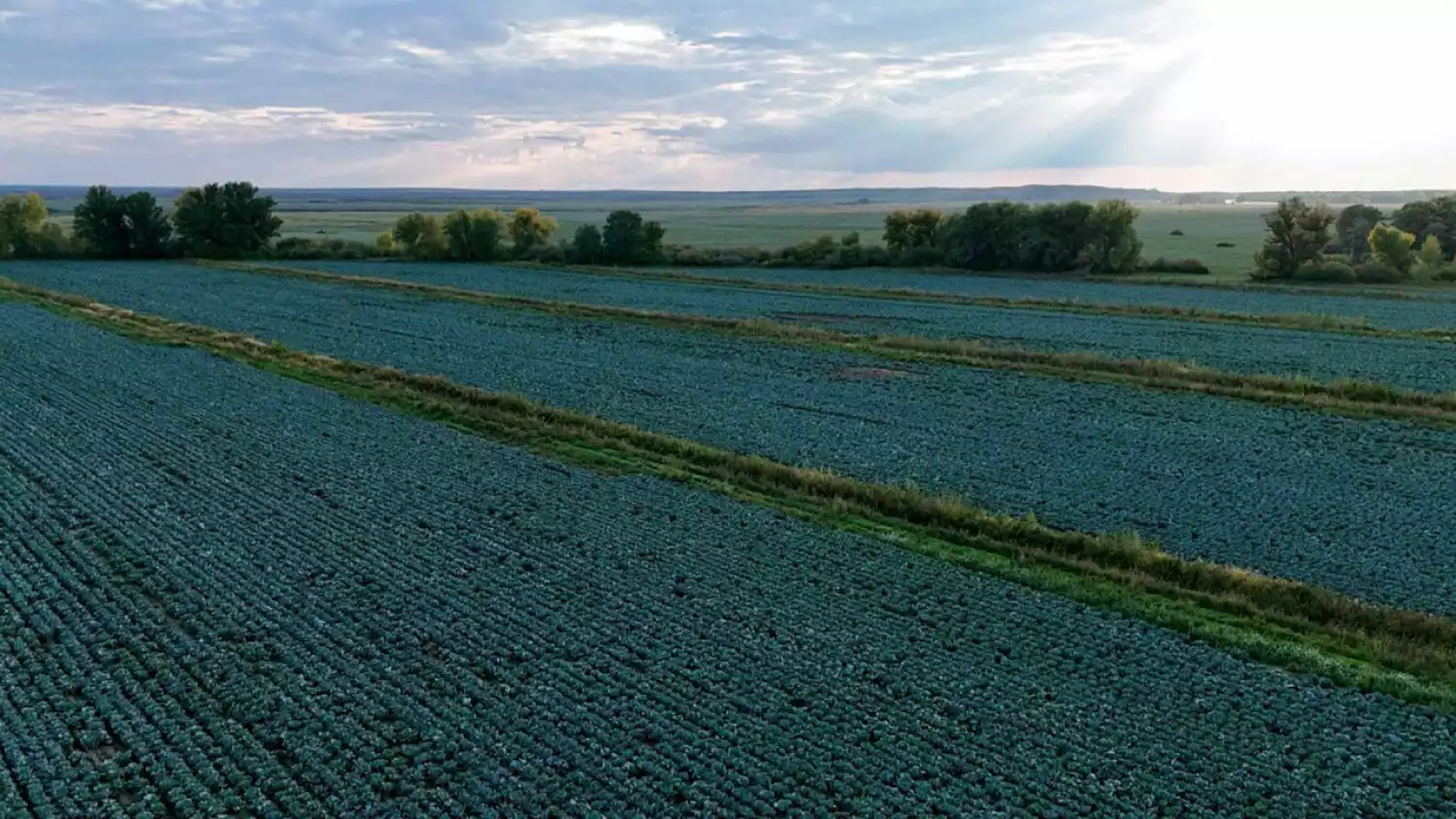 В Казахстане увеличены объёмы производства картофеля