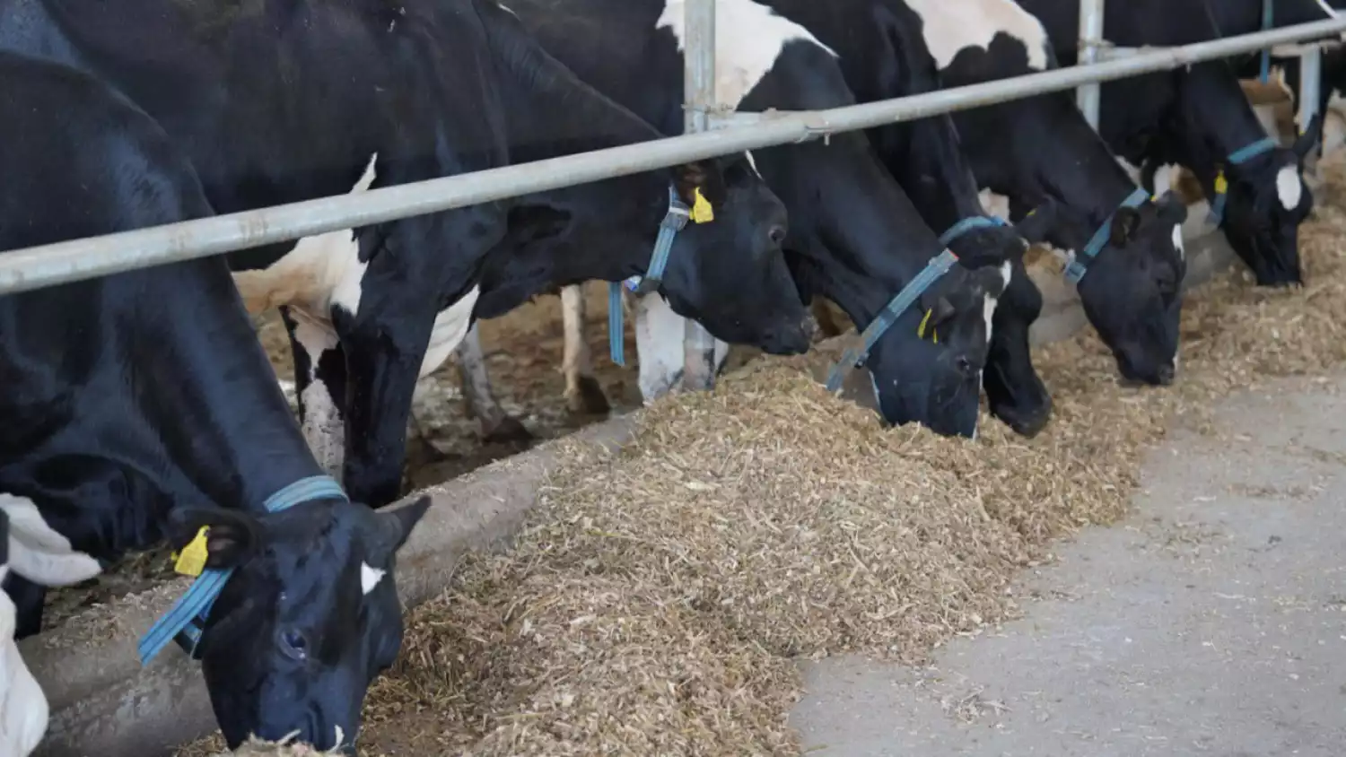 Казахстан усиливает импортозамещение в агропромышленном комплексе