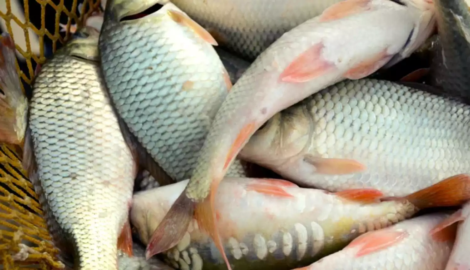 Аквакультура в приоритете