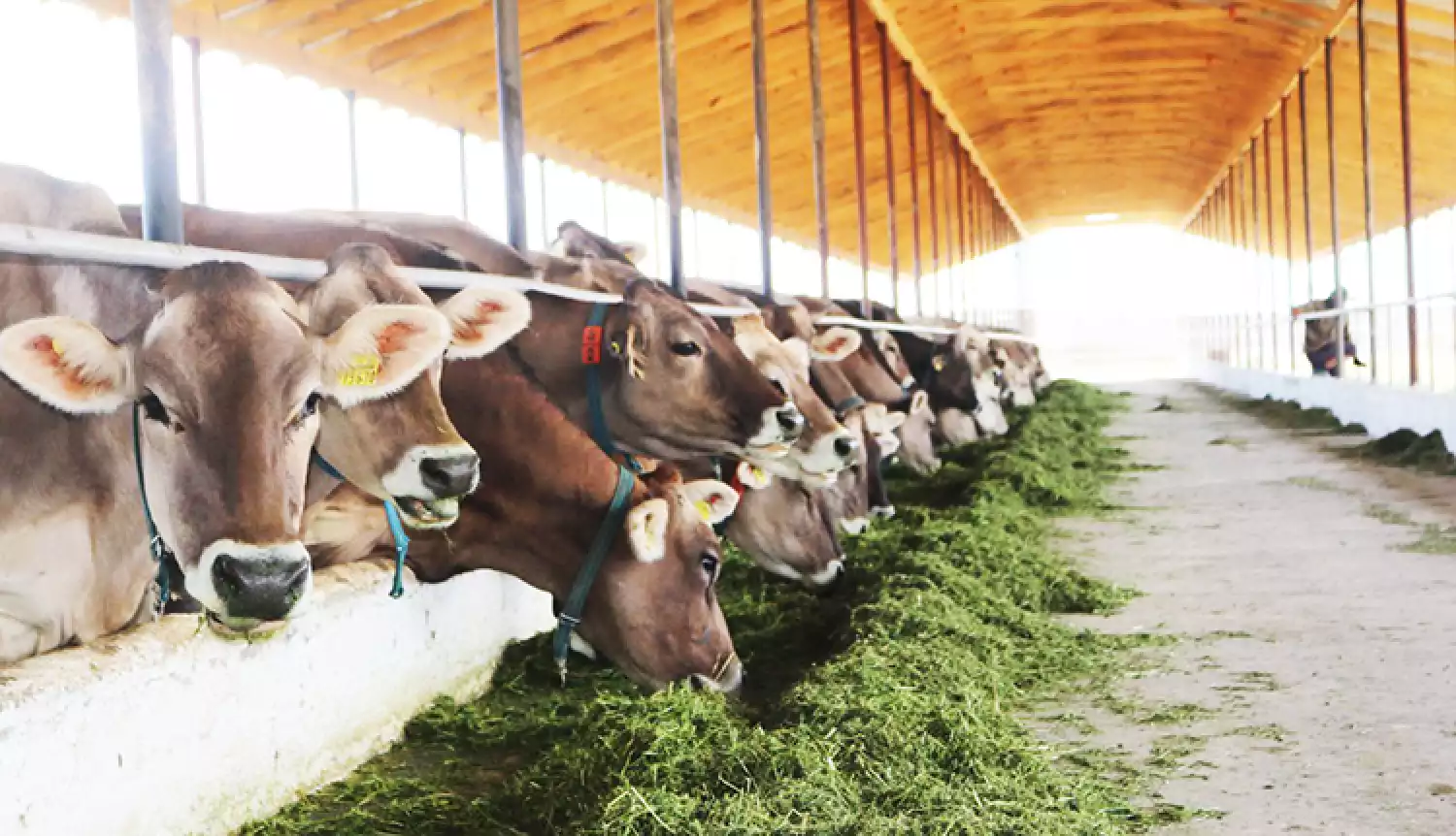 Цифровой передел