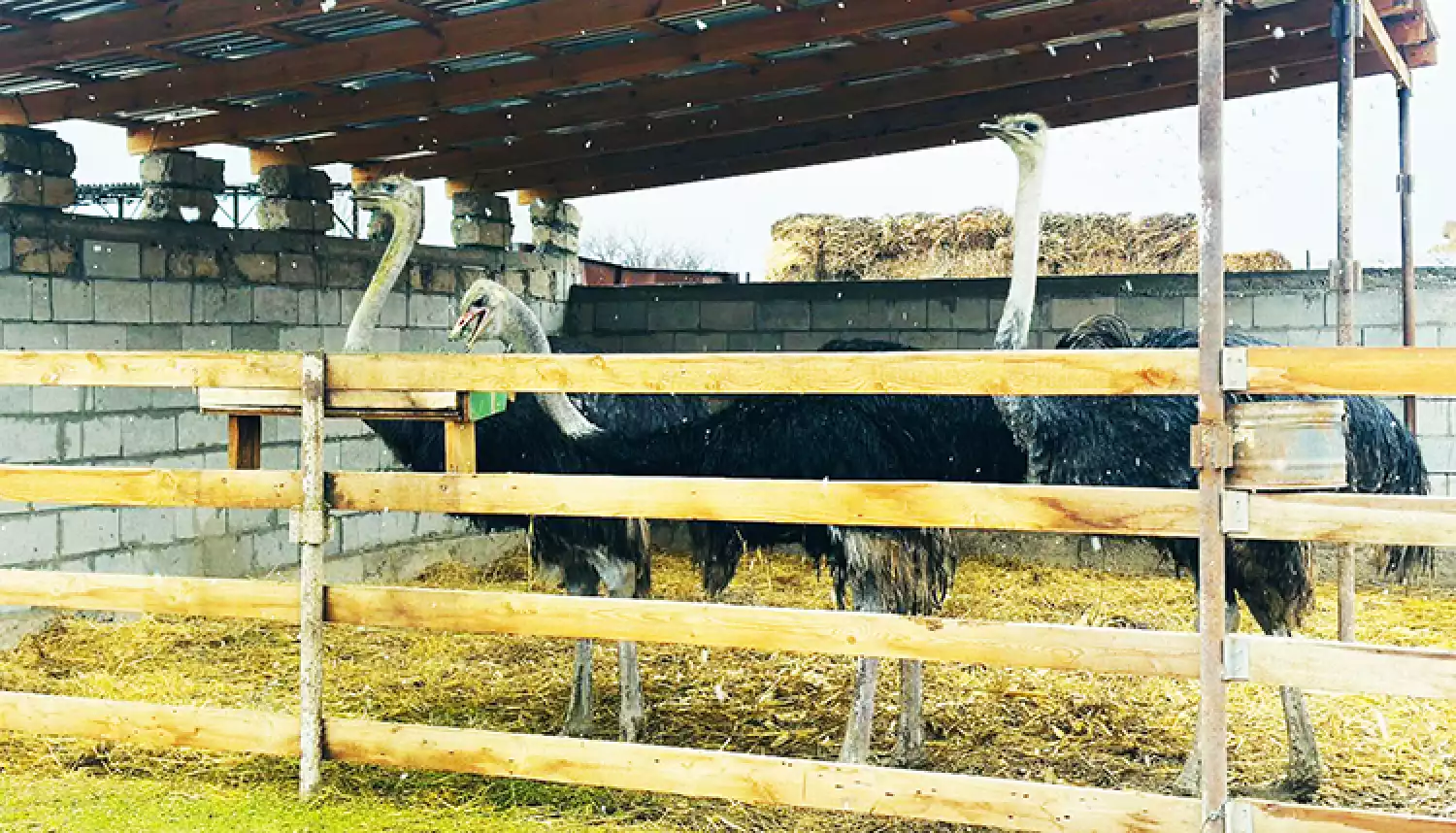 Как страусы поселились в Сарыбулаке