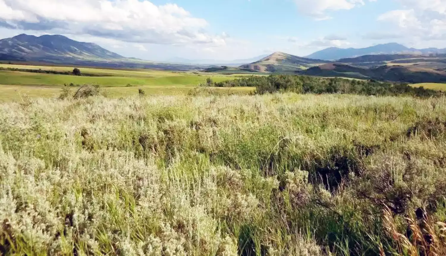 Сохранить биологическое разнообразие