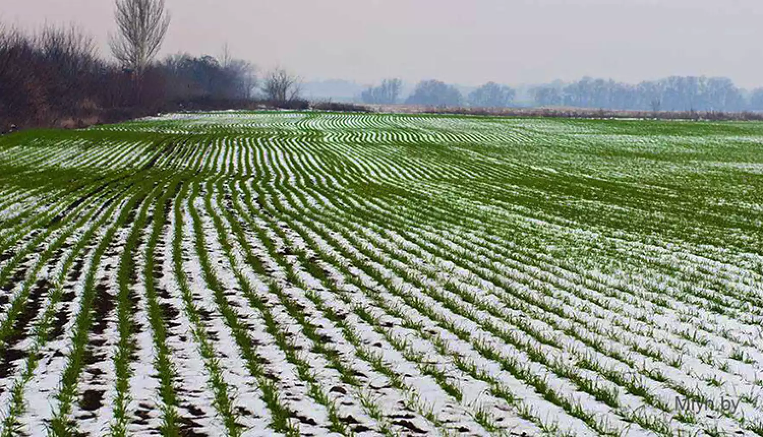 Как пережили морозы?