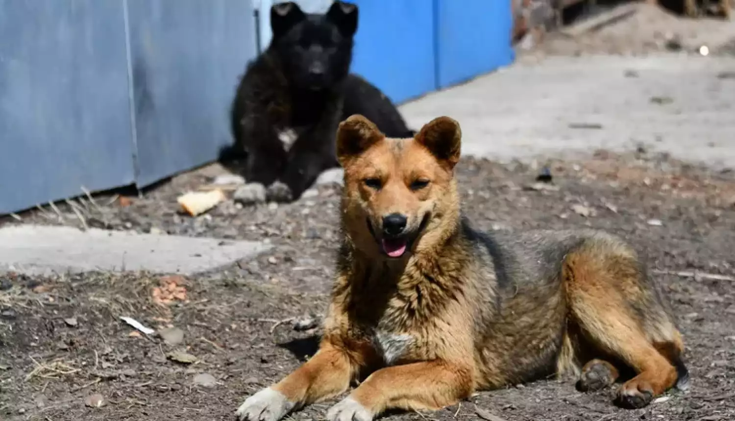 Берегите себя и питомцев