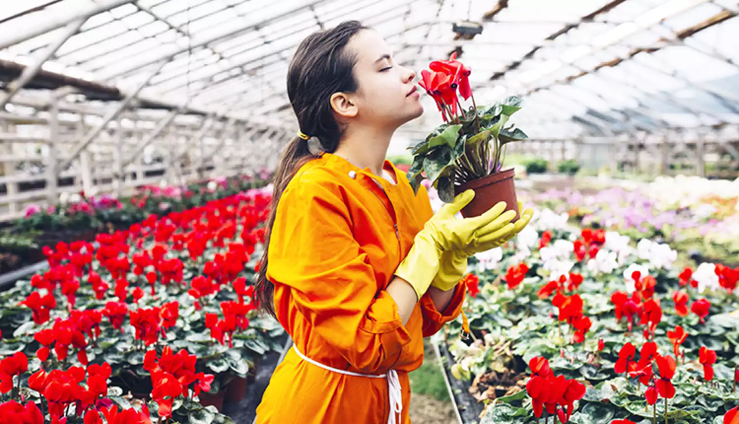 Розовые розы не теряют актуальности