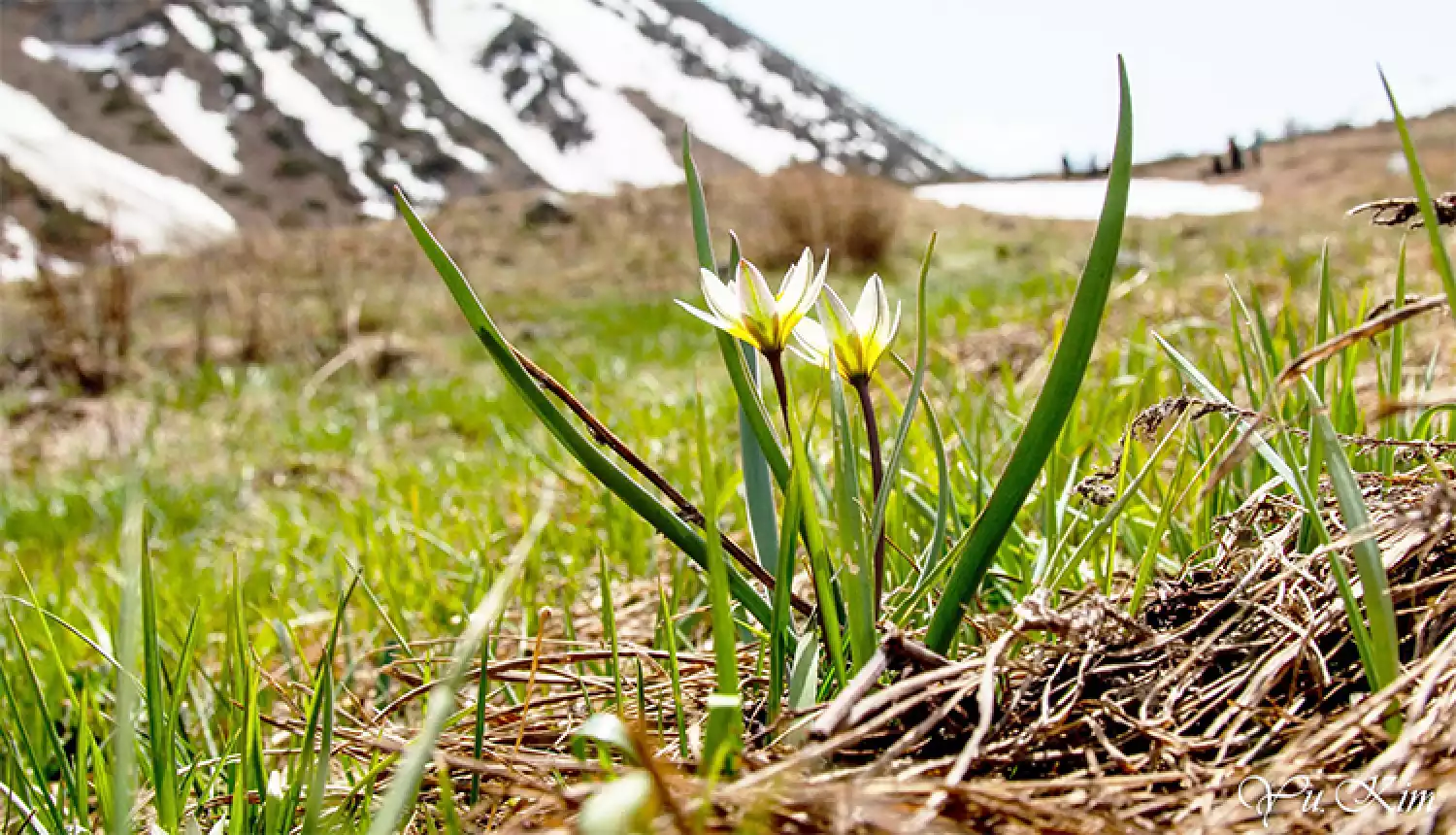 Весенняя рапсодия