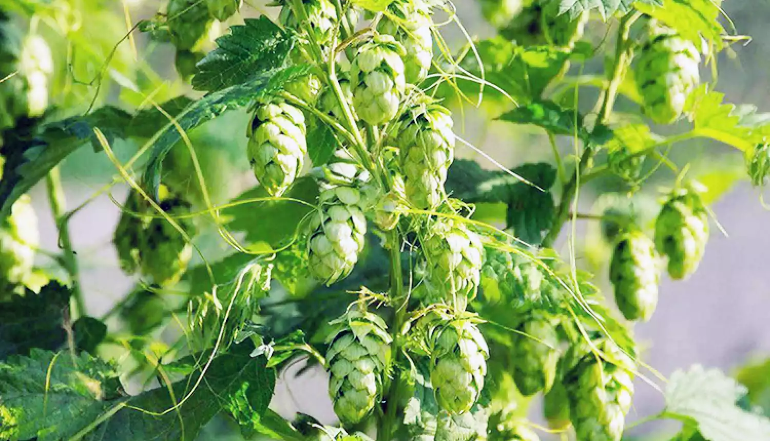 Возрождение «зелёного золота»