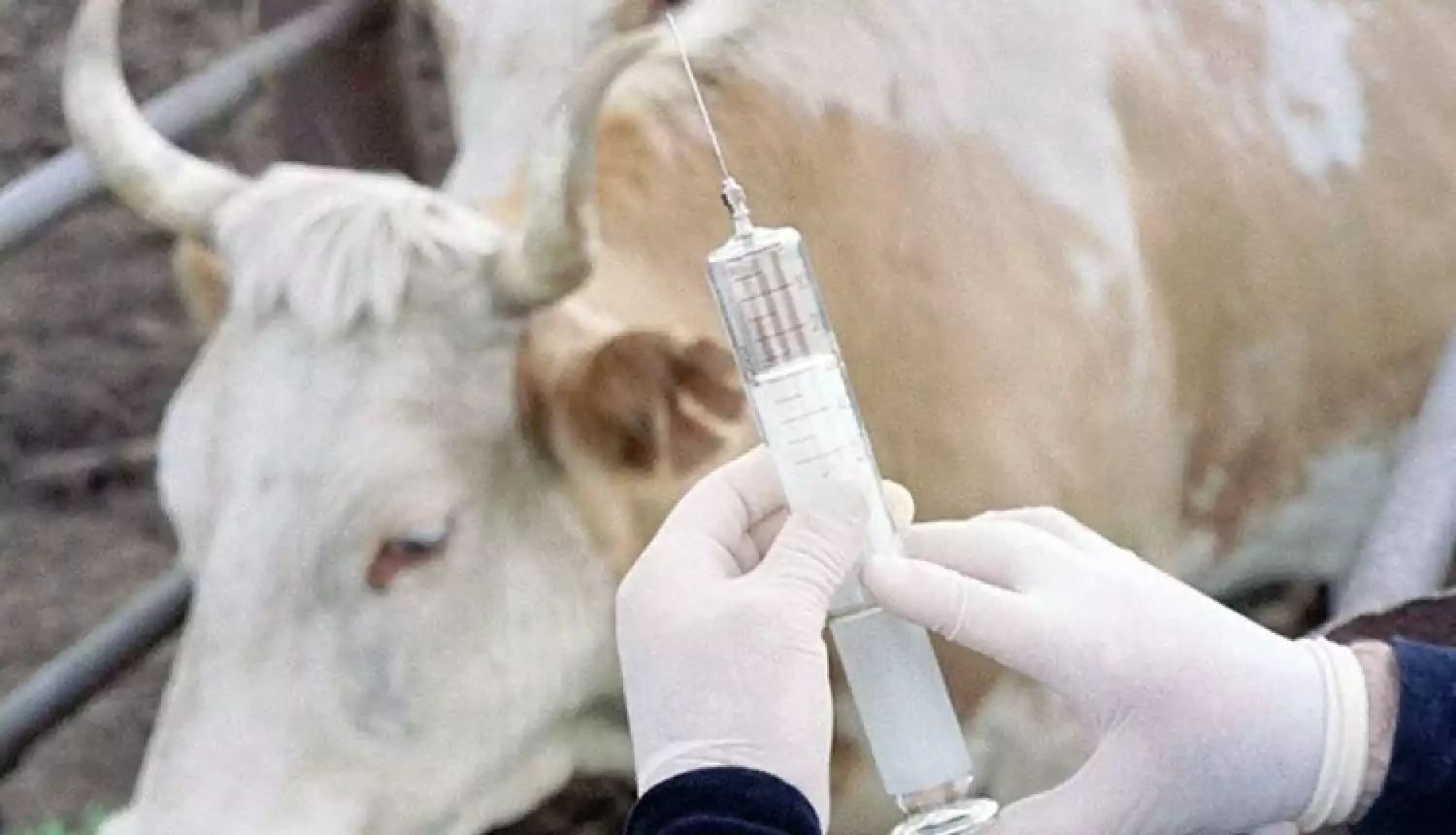 Обуздать бруцеллез