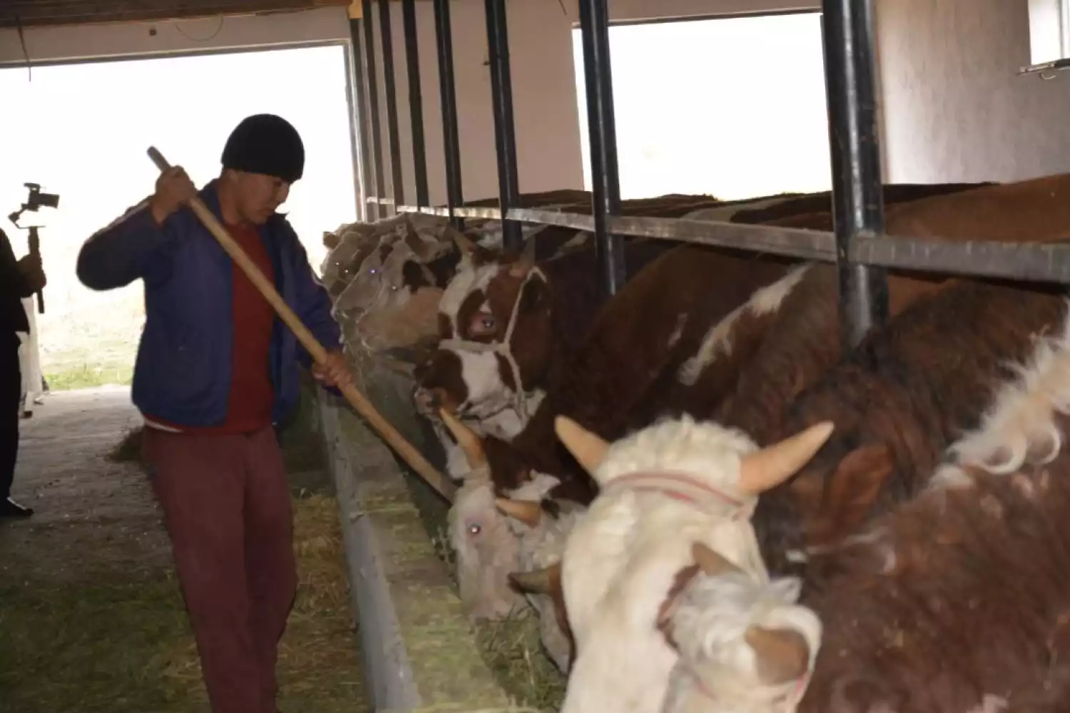 Более половины сельхозпродукции Жамбылской области обеспечивает животноводство