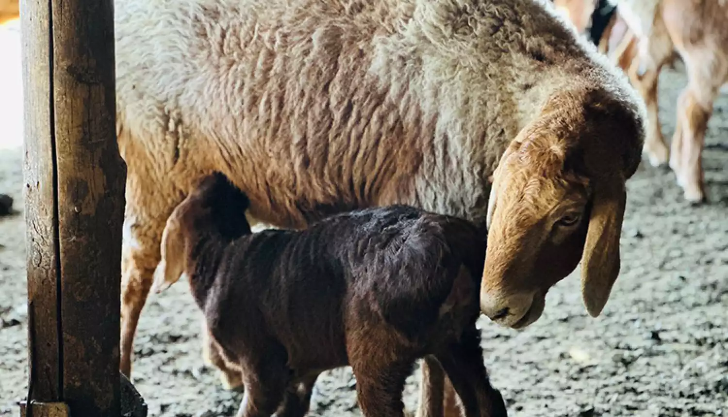 Ответственный период