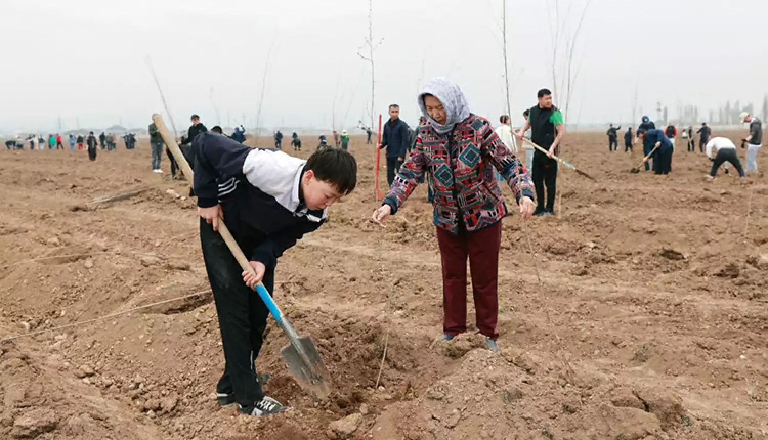 Город станет ещё зеленее