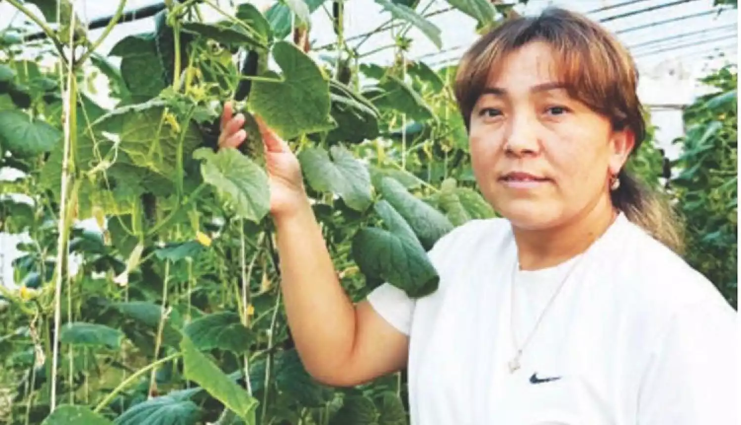 Тепличные условия