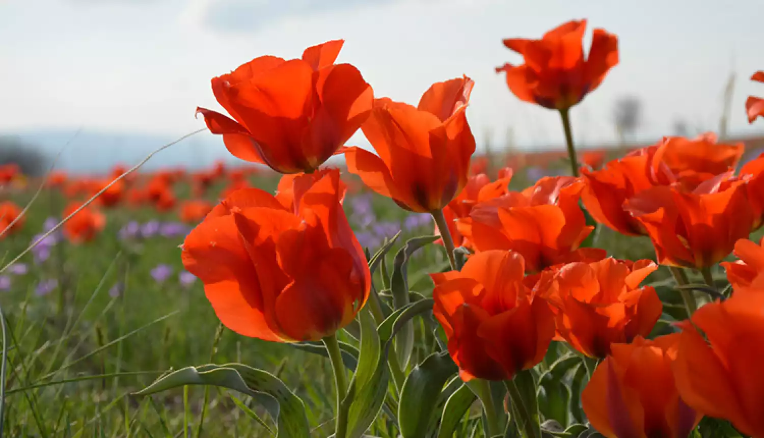 Вальс цветов на ветру