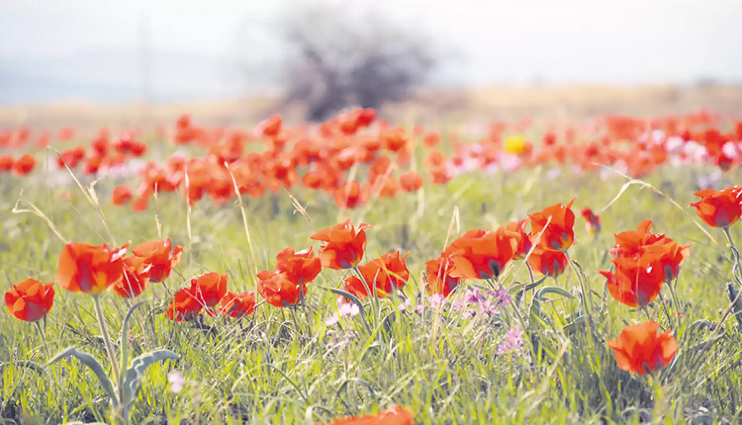 Тюльпан Грейга - бренд региона