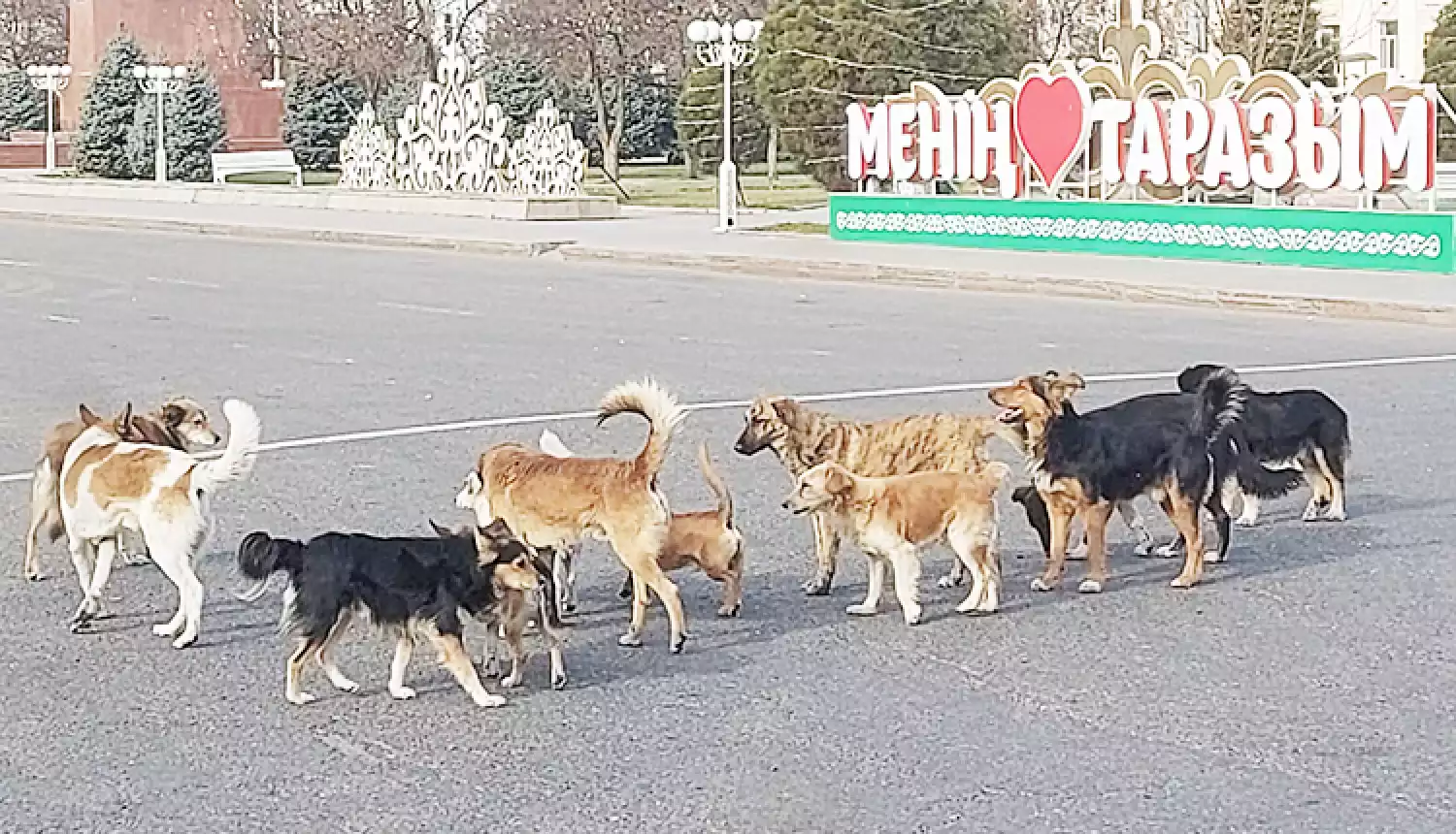 И кошка с собакой