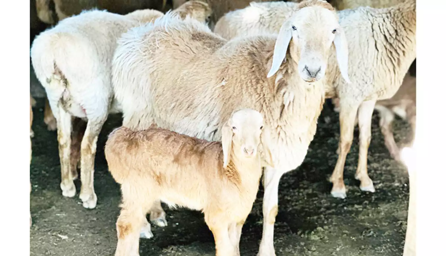 Рост поголовья - показатель благосостояния