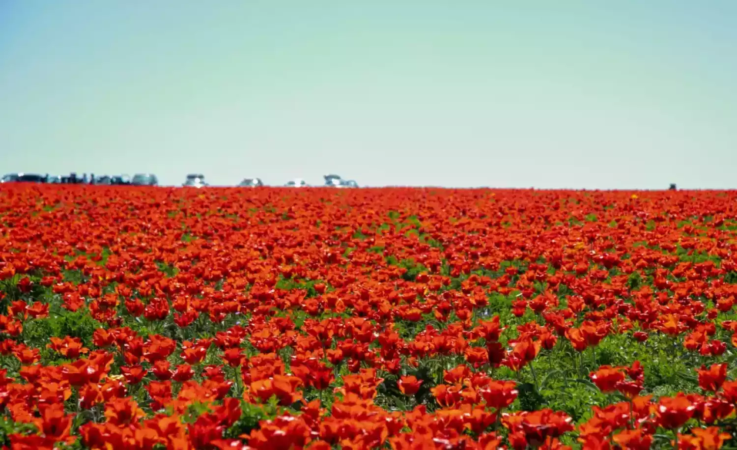 В Жамбылской области прошёл международный фестиваль «Қызғалдақ мұра»